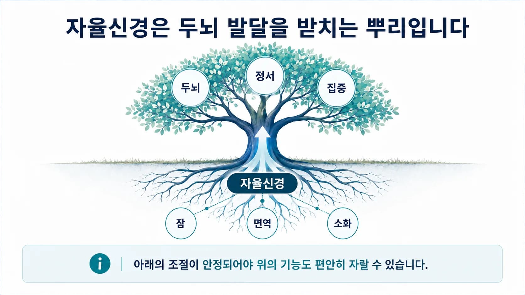 자율신경을 나무의 뿌리로, 두뇌와 정서와 집중을 그 위의 줄기와 가지로 그린 도식