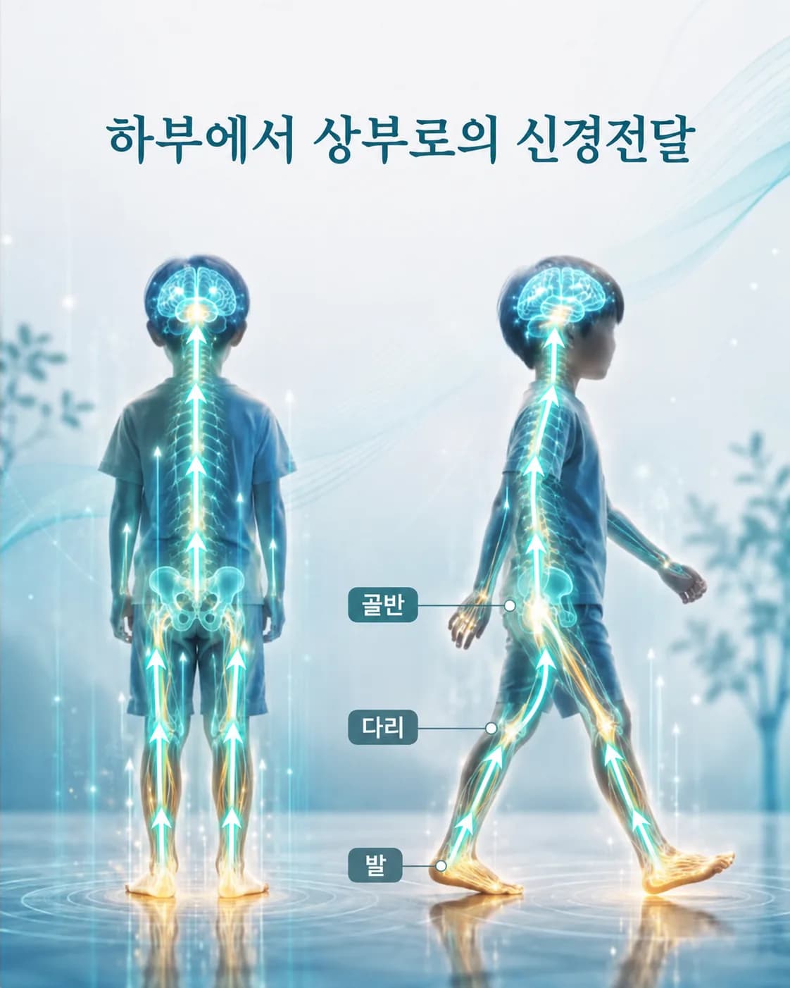 발과 골반이 몸 전체를 받치는 구조를 보여 주는 해부 도해