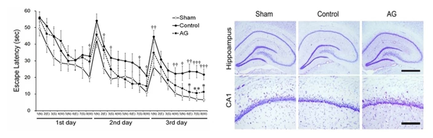 수중미로 탈출 잠복기 그래프와 해마 조직 염색 사진 — Sham·Control·AG 세 군 비교