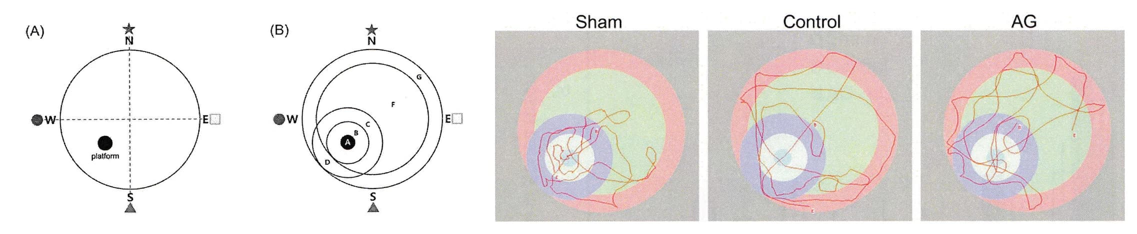 Morris 수중미로 장치 도해와 Sham·Control·AG 군의 대표 수영 경로